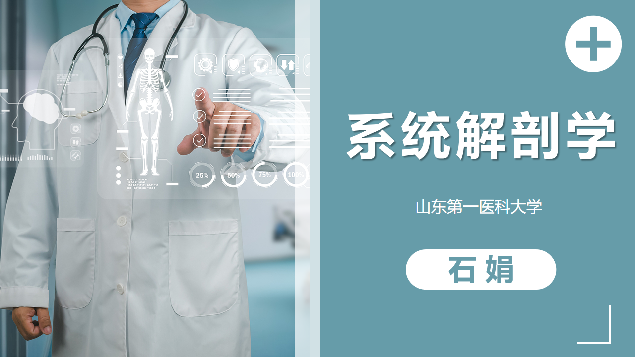 系统解剖学